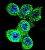 GALE Antibody in Immunocytochemistry (ICC/IF)
