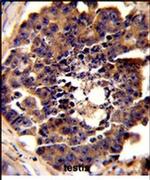 PDRG1 Antibody in Immunohistochemistry (IHC)