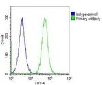 CBS Antibody in Flow Cytometry (Flow)
