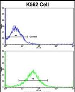 FPGS Antibody in Flow Cytometry (Flow)