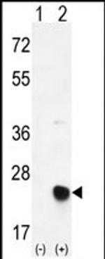 MSRB2 Antibody in Western Blot (WB)