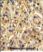 SFRP5 Antibody in Immunohistochemistry (IHC)