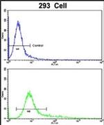 TSHZ1 Antibody in Flow Cytometry (Flow)
