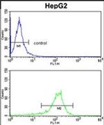 GGT5 Antibody in Flow Cytometry (Flow)