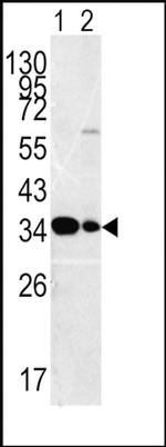 MPST Antibody in Western Blot (WB)