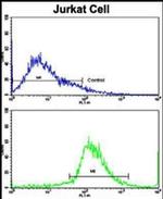 CECR5 Antibody in Flow Cytometry (Flow)