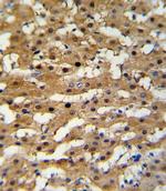 ADH5 Antibody in Immunohistochemistry (IHC)
