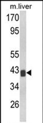 TOB1 Antibody in Western Blot (WB)