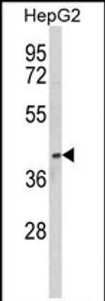 PON3 Antibody in Western Blot (WB)