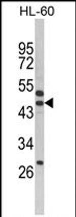 SERPINB7 Antibody in Western Blot (WB)