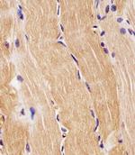 PRODH Polyclonal Antibody