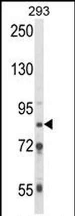 TARSL2 Antibody in Western Blot (WB)