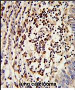MOSC2 Antibody in Immunohistochemistry (IHC)