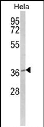MOSC2 Antibody in Western Blot (WB)