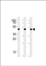 UAP56 Antibody in Western Blot (WB)