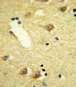 D4 Dopamine Receptor Polyclonal Antibody