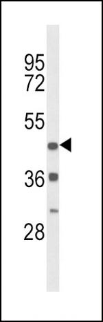 D4 Dopamine Receptor Antibody in Western Blot (WB)