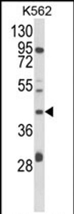 COQ3 Antibody in Western Blot (WB)