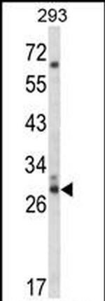 Cdc42EP3 Antibody in Western Blot (WB)