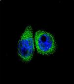 CYP7B1 Antibody in Immunocytochemistry (ICC/IF)