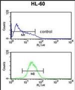 ATF7 Antibody in Flow Cytometry (Flow)