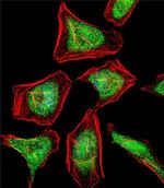 ATF7 Antibody in Immunocytochemistry (ICC/IF)