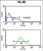 Adenylate Cyclase 8 Antibody in Flow Cytometry (Flow)
