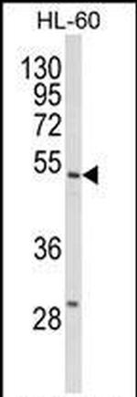 SELENBP1 Antibody in Western Blot (WB)