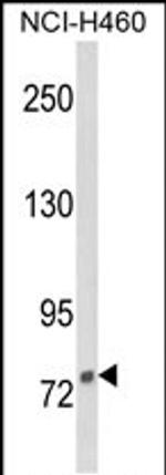 DGCR8 Antibody in Western Blot (WB)