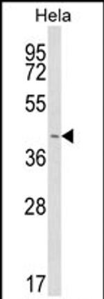 INSIG1 Antibody in Western Blot (WB)