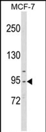 Cdc5L Antibody in Western Blot (WB)