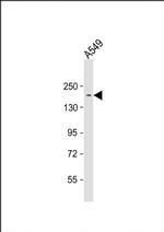 CLIP1 Antibody in Western Blot (WB)