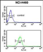 IL36B Antibody in Flow Cytometry (Flow)