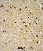 EDIL3 Antibody in Immunohistochemistry (Paraffin) (IHC (P))