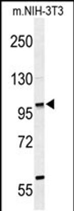 ZNF451 Antibody in Western Blot (WB)