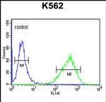 UPK1B Antibody in Flow Cytometry (Flow)