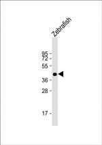 POU3F3A Polyclonal Antibody