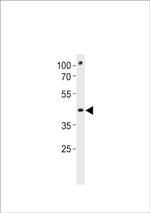 POU3F3A Antibody in Western Blot (WB)