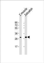 HOXC9A Polyclonal Antibody
