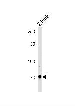 ARNT2 Polyclonal Antibody