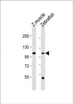 HEG Polyclonal Antibody
