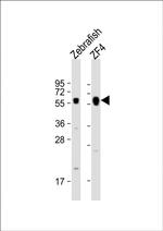 FOXH1 Polyclonal Antibody