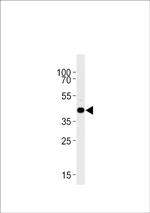 S1P1 Antibody in Western Blot (WB)
