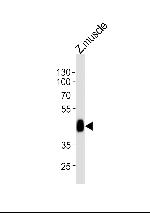 LDB1A Polyclonal Antibody