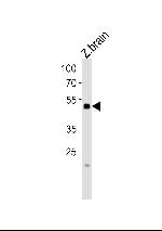IRF2BP2B Polyclonal Antibody