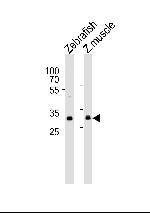 AFMID Polyclonal Antibody