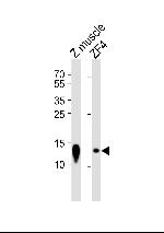 BA2 Polyclonal Antibody