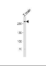 TRIO Antibody in Western Blot (WB)