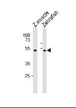 CHST1 Polyclonal Antibody