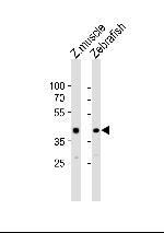 MYCL1A Polyclonal Antibody